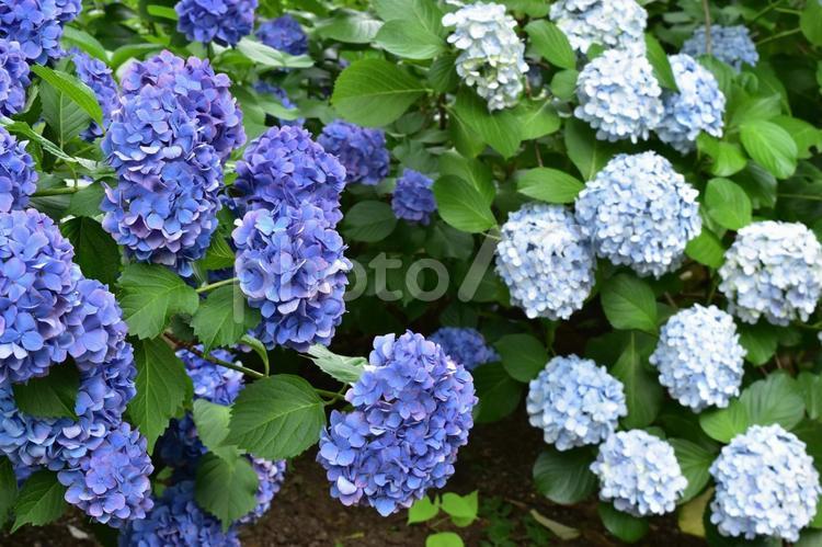 2色のアジサイの群れ アジサイ,紫,水色の写真素材