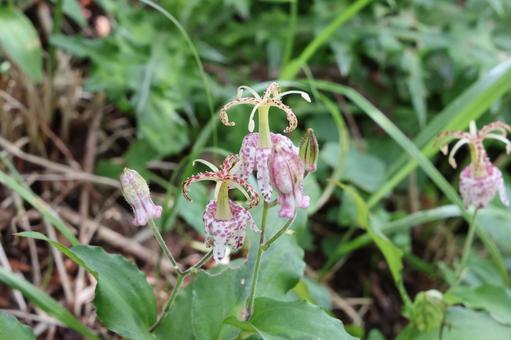ヤマホトトギスの花 ヤマホトトギスの花の写真