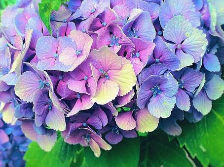 Photo, hydrangea, blue, pink, 