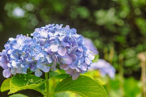 アジサイの花5 アジサイの花5の写真