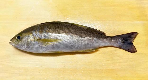 釣りたて 新鮮なイサキ 釣りたて 新鮮なイサキ イサキ,魚,釣りの写真素材