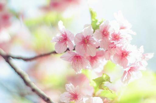 桜 桜の写真