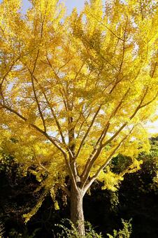 黄葉したイチョウの木 イチョウ,木,ギンナンの写真素材