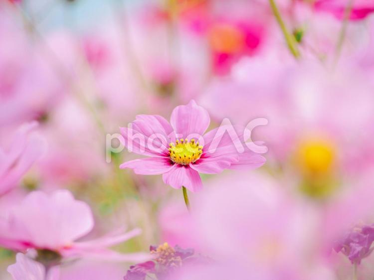 満開のコスモス秋の壁紙 秋,壁紙,花畑の写真素材