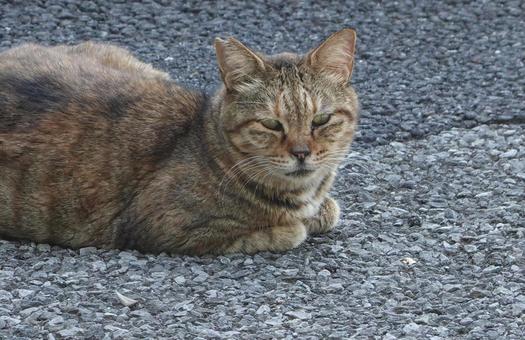 何かパッとしたいいことないかな。 何かパッとしたいいことないかな。 猫,可愛い,道路の写真素材