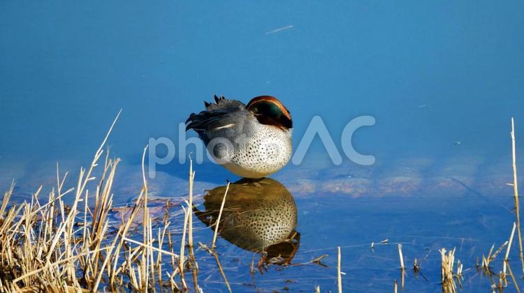 澄んだ青空とまったりとするコガモ コガモ,鴨,渡り鳥の写真素材