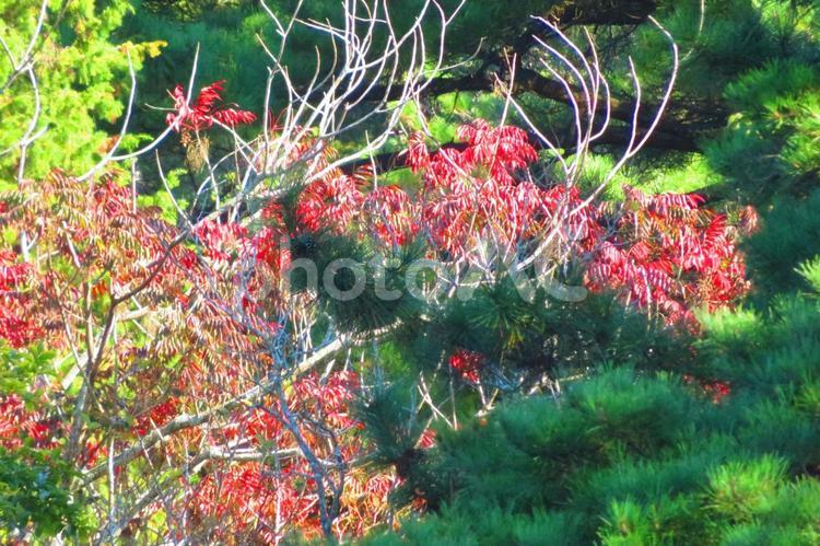 １０月下旬の公渕公園の陽を浴びる紅葉 背景,紅葉,自然の写真素材