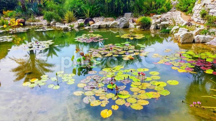 カラフルな池の蓮【高知県　モネの庭】 蓮,池,ハスの写真素材