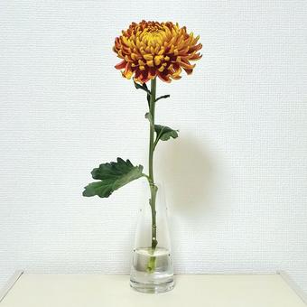菊(フエゴダーク) 菊(フエゴダーク)の写真
