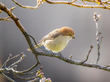 枝にとまるモズ・百舌鳥 枝にとまるモズ・百舌鳥 モズ,百舌鳥,野鳥の写真素材
