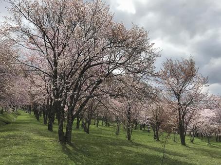 桜並木 桜並木の写真