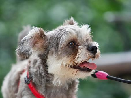 公園のワンコ（ミックス犬） 犬,ミックス犬,人気の写真素材