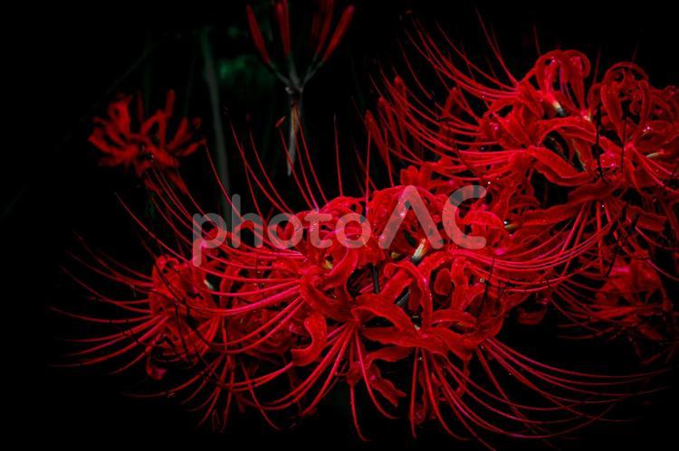 曼珠沙華万華 曼珠沙華,彼岸花,花の写真素材