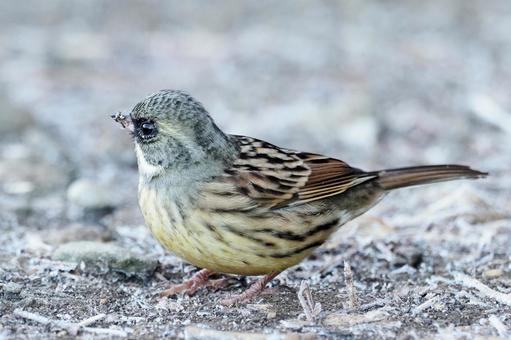 霜の降る朝、採餌するアオジの写真