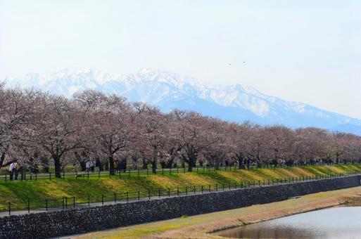 桜並木の写真