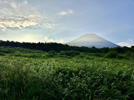 夏色の草地と朝の富士山 夏色の草地と朝の富士山の写真