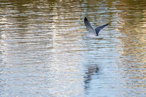 ウミネコの飛翔⑺の写真
