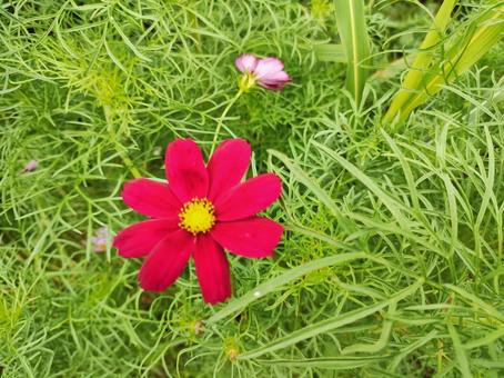 一輪のコスモス 一輪,コスモス,赤いの写真素材