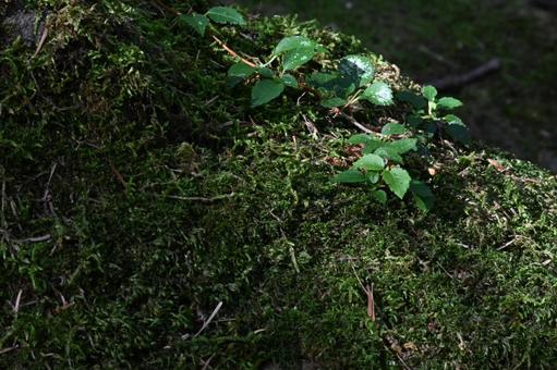 苔 苔,太陽,気持ちいの写真素材