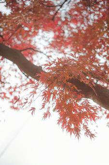 紅葉 紅葉の写真