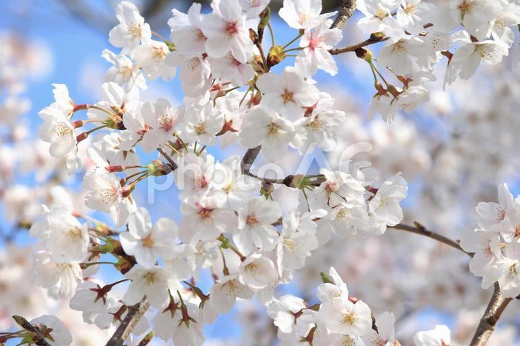 桜 桜,さくら,枝の写真素材