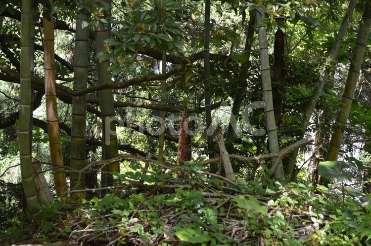風景　でかい竹の子の生えた森 風景,竹の子,大きいの写真素材
