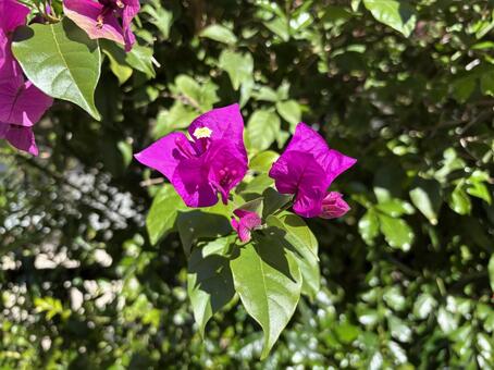 鮮やかな赤紫色のブーゲンビリアの花﻿ ブーゲンビリア,イカダカズラ,花の写真素材