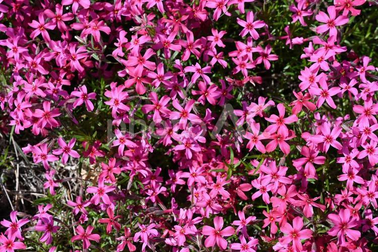 近所の畑で撮った芝桜 芝桜,春,ピンクの花の写真素材