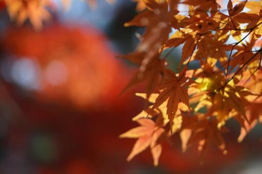 宇治川の紅葉 紅葉,宇治川,宇治の写真素材