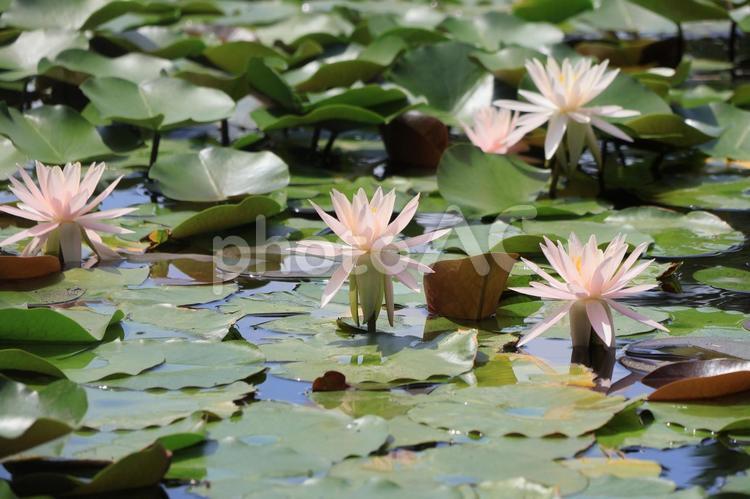 満開の睡蓮（スイレン） スイレン,睡蓮,満開の写真素材