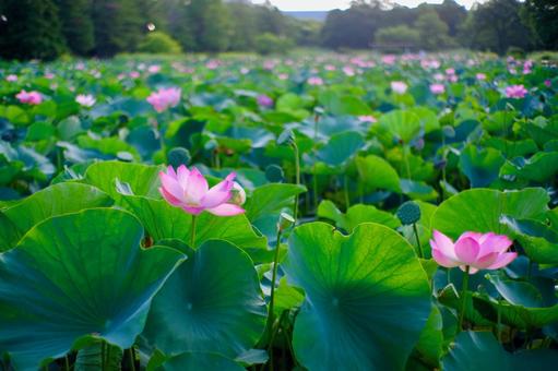 ハスの花 ハスの花の写真