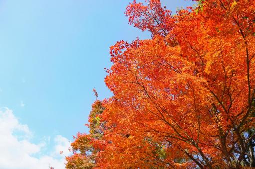 紅葉と空 紅葉と空の写真