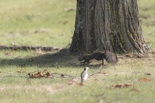 大樹の根元、秋の芝生を走るエゾリス エゾリス,リス,野生動物の写真素材
