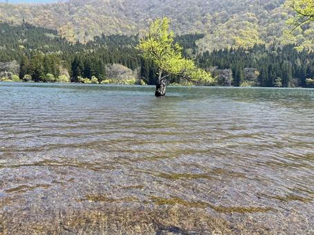 水面 水面 湖,北竜湖,新緑の写真素材