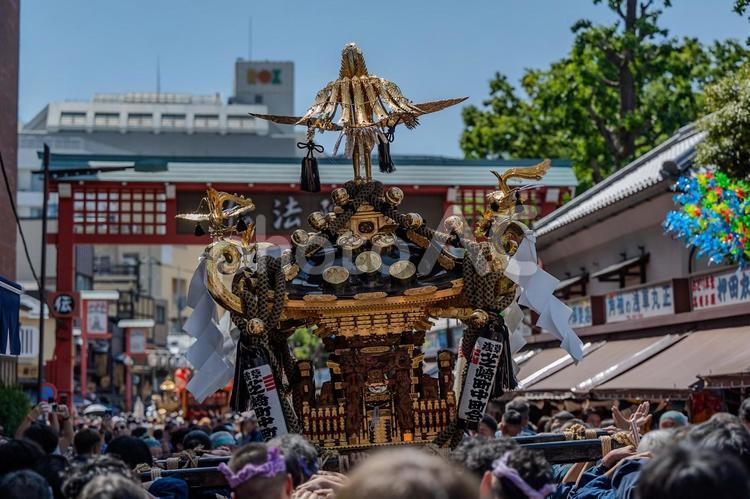 三社祭の風景 三社祭,神輿,伝統の写真素材