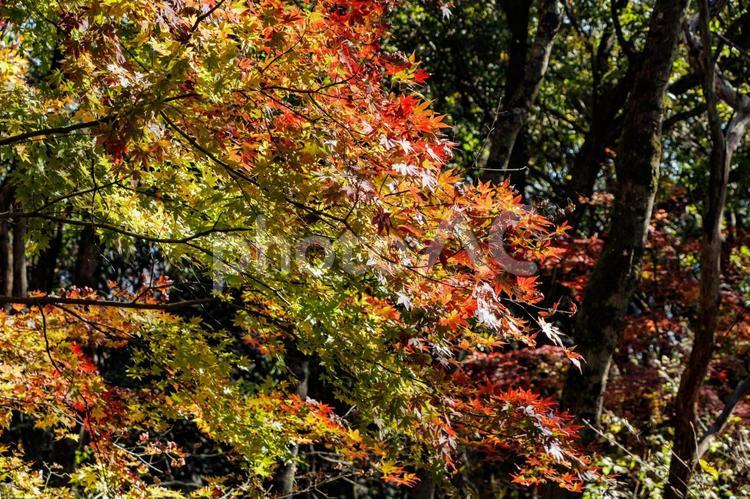 木漏れ日に輝くモミジの葉 赤い,自然,風景の写真素材