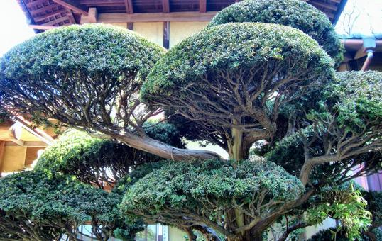 剪定の木 剪定の木 木,幹,枝の写真素材