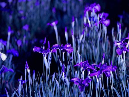 夜の堀切菖蒲園 ライトアップされる花菖蒲 夜の堀切菖蒲園 ライトアップされる花菖蒲 堀切菖蒲園,5月,菖蒲の写真素材