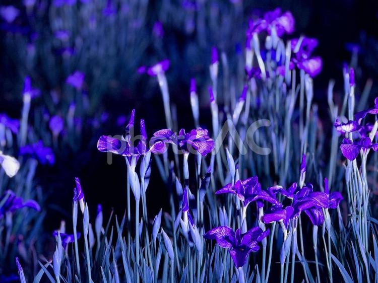 夜の堀切菖蒲園　ライトアップされる花菖蒲 堀切菖蒲園,5月,菖蒲の写真素材