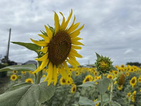 ひまわり ひまわり ひまわり,黄色,綺麗の写真素材