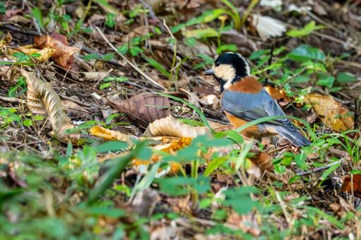 ヤマガラ(68) ヤマガラ(68)の写真