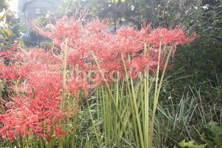 彼岸後も美しかったので　７ 彼岸花,花,赤色の写真素材