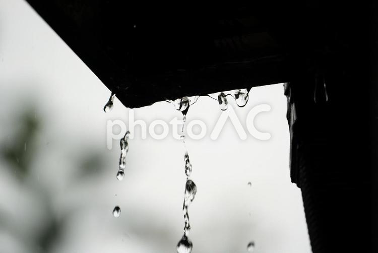 滴る雨と静寂の時間 雨滴,雨のしずく,雨の写真素材