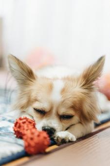 犬 犬の写真
