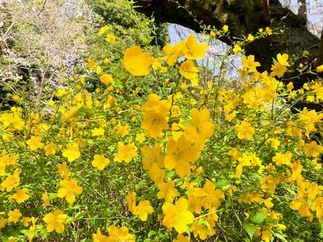 井の頭公園 ヤマブキ(山吹)の花 井の頭公園 ヤマブキ(山吹)の花 井の頭公園,ヤマブキ,花の写真素材