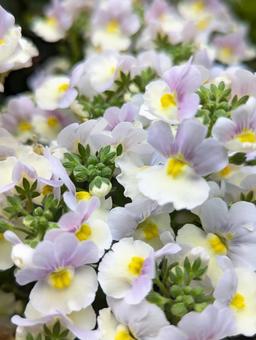 ネメシアの花 ネメシア,花,紫の写真素材