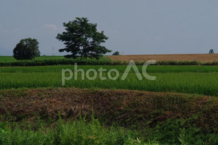 畑の風景 自然,風景,畑の写真素材