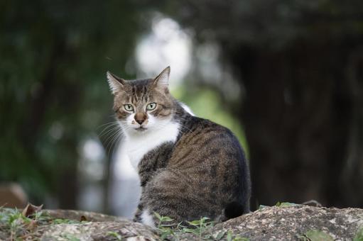 公園ネコ　沖縄県　那覇市の写真