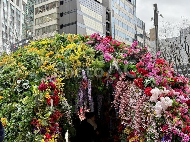 日比谷のフラワーアレンジメント 薔薇,花,東京の写真素材