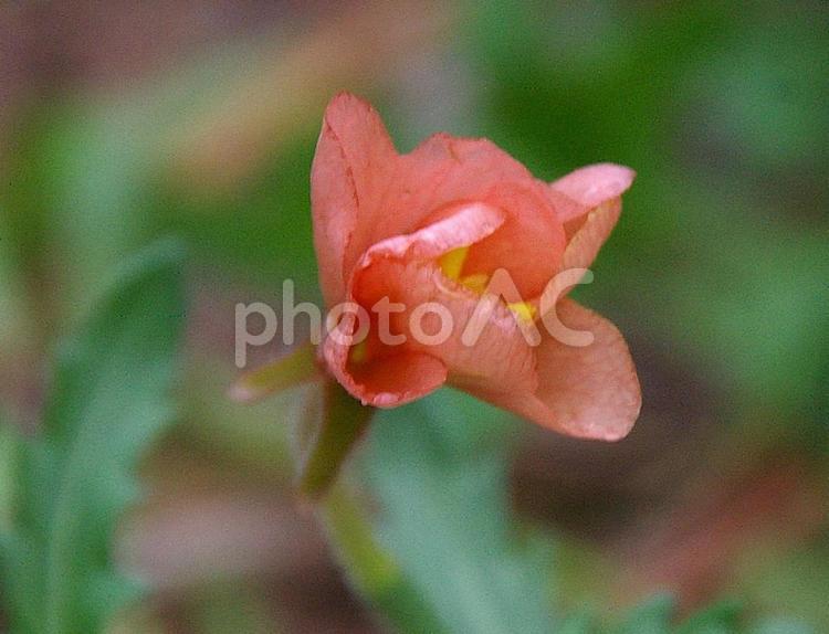 コマツヨイグサ コマツヨイグサ,小待宵草,裂葉月見草の写真素材